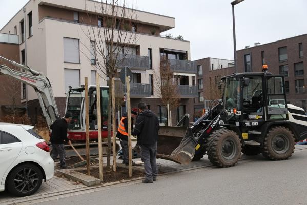 Die Südstadt wird grüner: rund um die Stallungen am Marlene-Dietrich-Platz werden 65 neue, klimaangepasste Bäume gepflanzt. (Foto: Stadt Heidelberg) Mehrere Männer arbeiten an einem frisch gepflanzten Baum am Straßenrand.