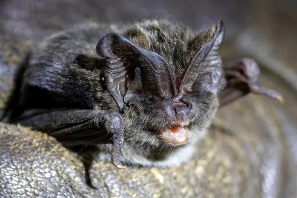 Mopsfledermaus (Foto: Forum Energiedialog / HPE - stock.adobe.com Bildnummer 1101292828) Fledermaus