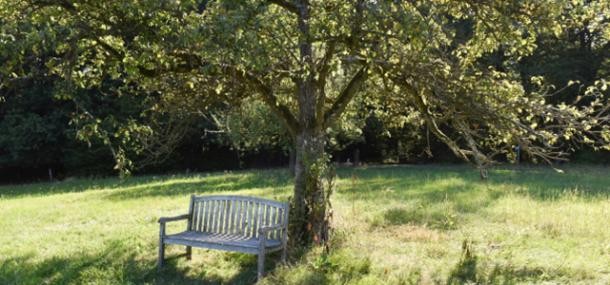 Ruhebank unter Baum (Foto: Dorn) Ruhebank unter Baum