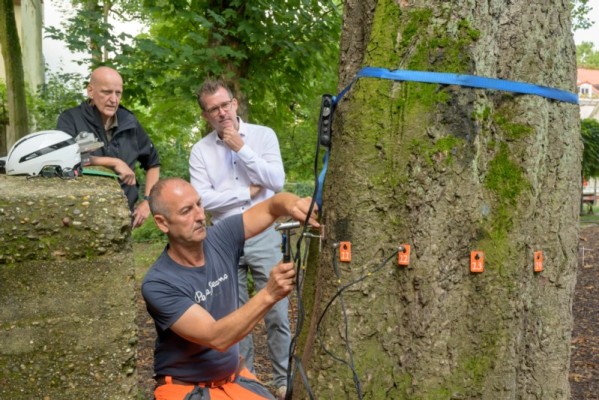 Bürgermeister Raoul Schmidt-Lamontain (rechts) und Dr. Ernst Baader, Leiter des städtischen Landschafts- und Forstamts (links), verfolgten Thomas Naschel (Mitte) bei seiner Untersuchung der Rosskastanie vor Ort in der Bienenstraße. Dabei zeigte sich, dass die Kastanie weiterhin fest und sicher steht. (Foto: Philipp Rothe) Umweltbürgermeister und Forstwissenschaftler am messen