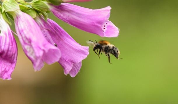 Ackerhummel am Auerstein