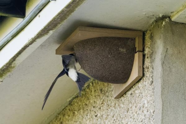 Mehlschwalbe an künstlicher Nisthilfe (Foto: Shutterstock.com) Eine Mehlschwalbe fliegt eine künstliche Nisthilfen an