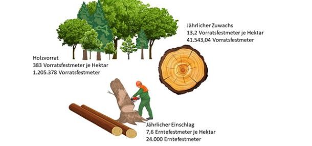 Wald Holznutzung Grafik