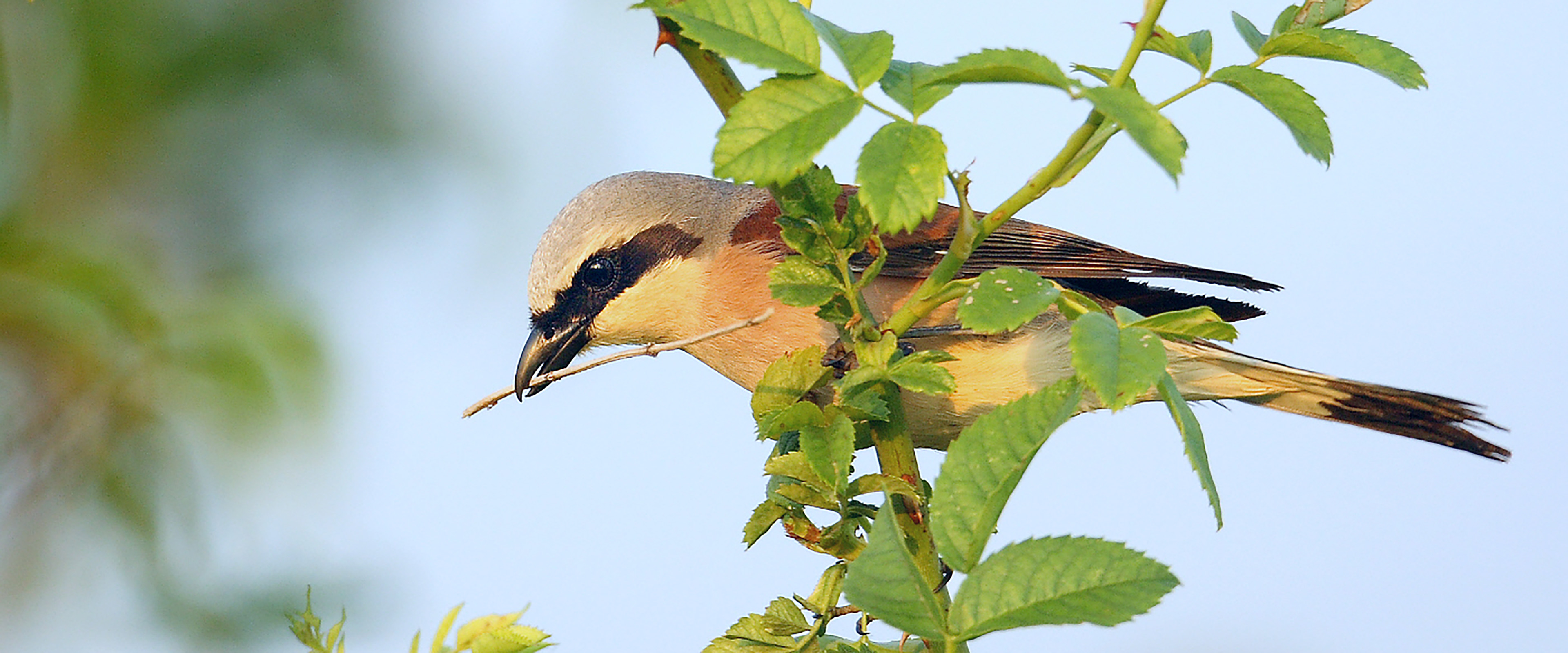 Vogel (Neuntöter) auf einem Zweig