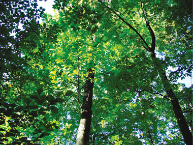 Mammutbaumkrone (Foto: Stadt Heidelberg) Mammutbaumkrone groß