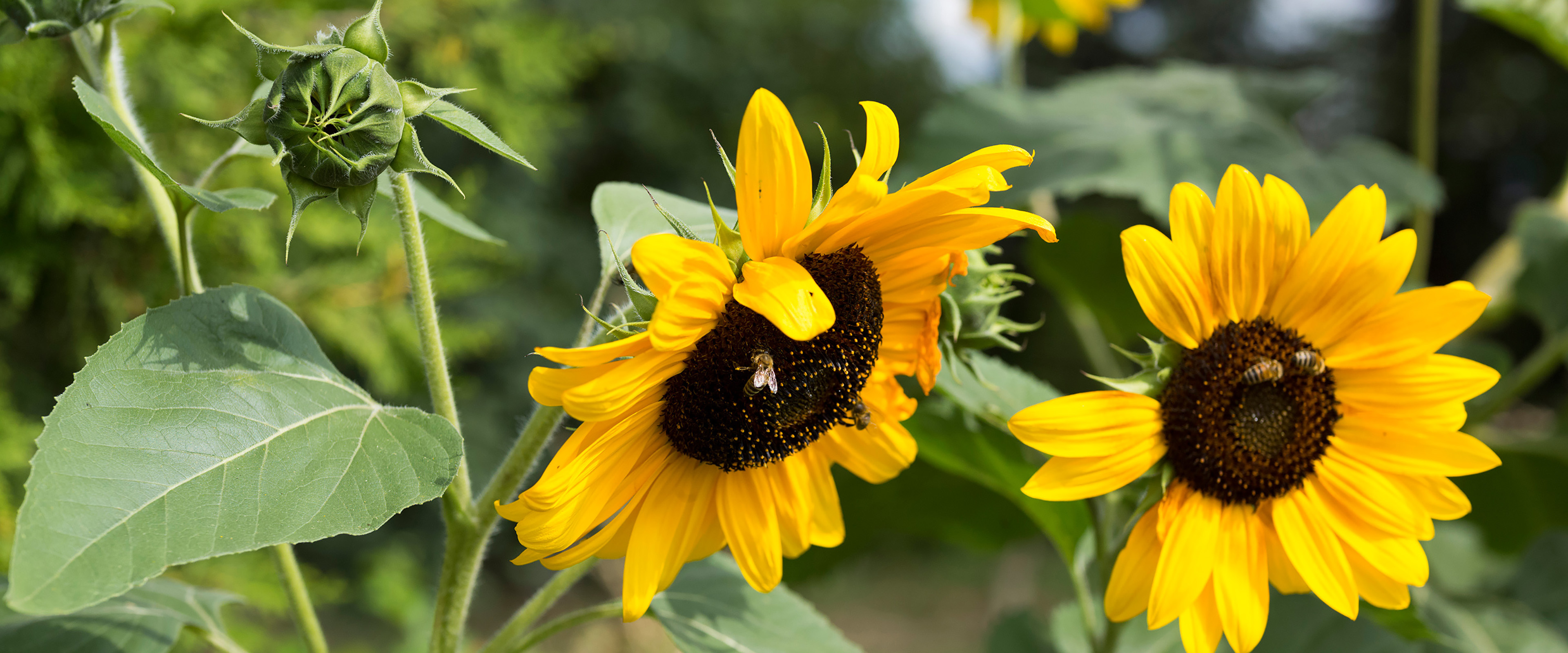 Sonnenblumen