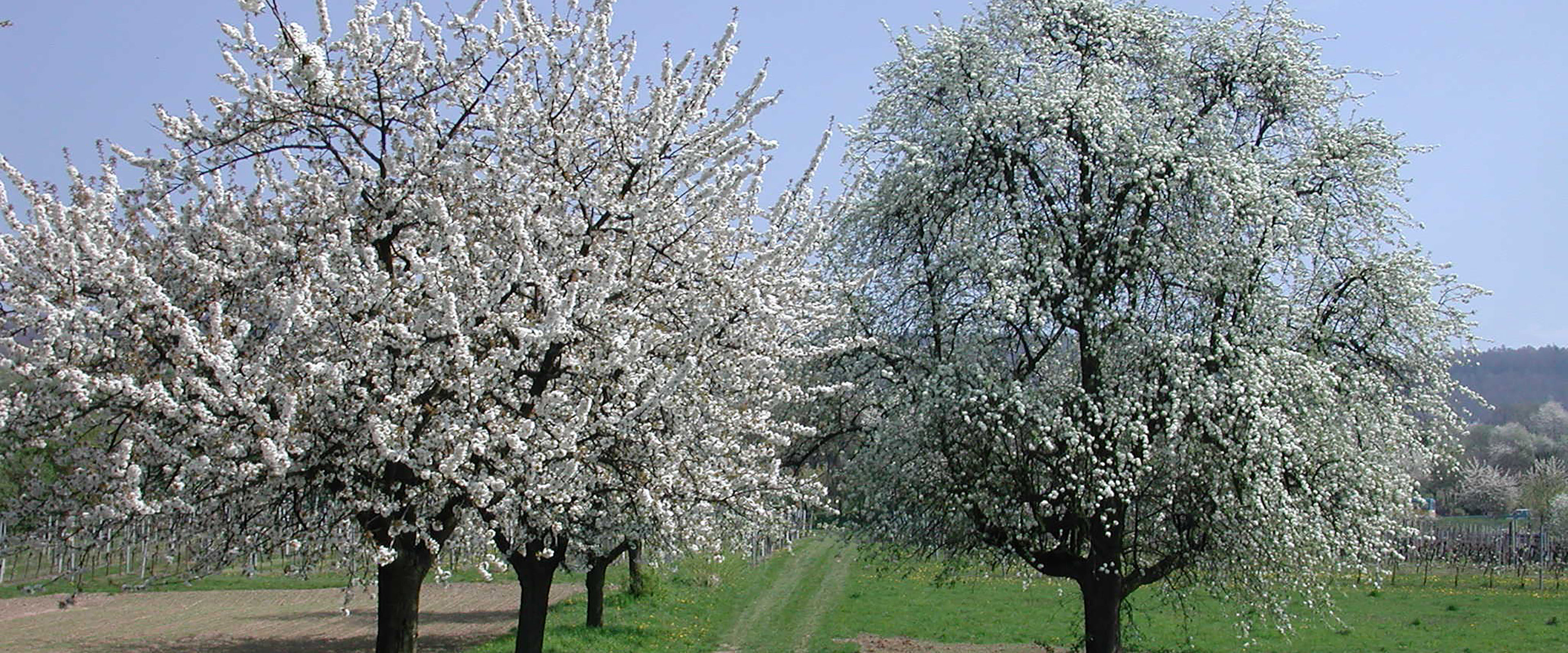 Blühende Obstbäume