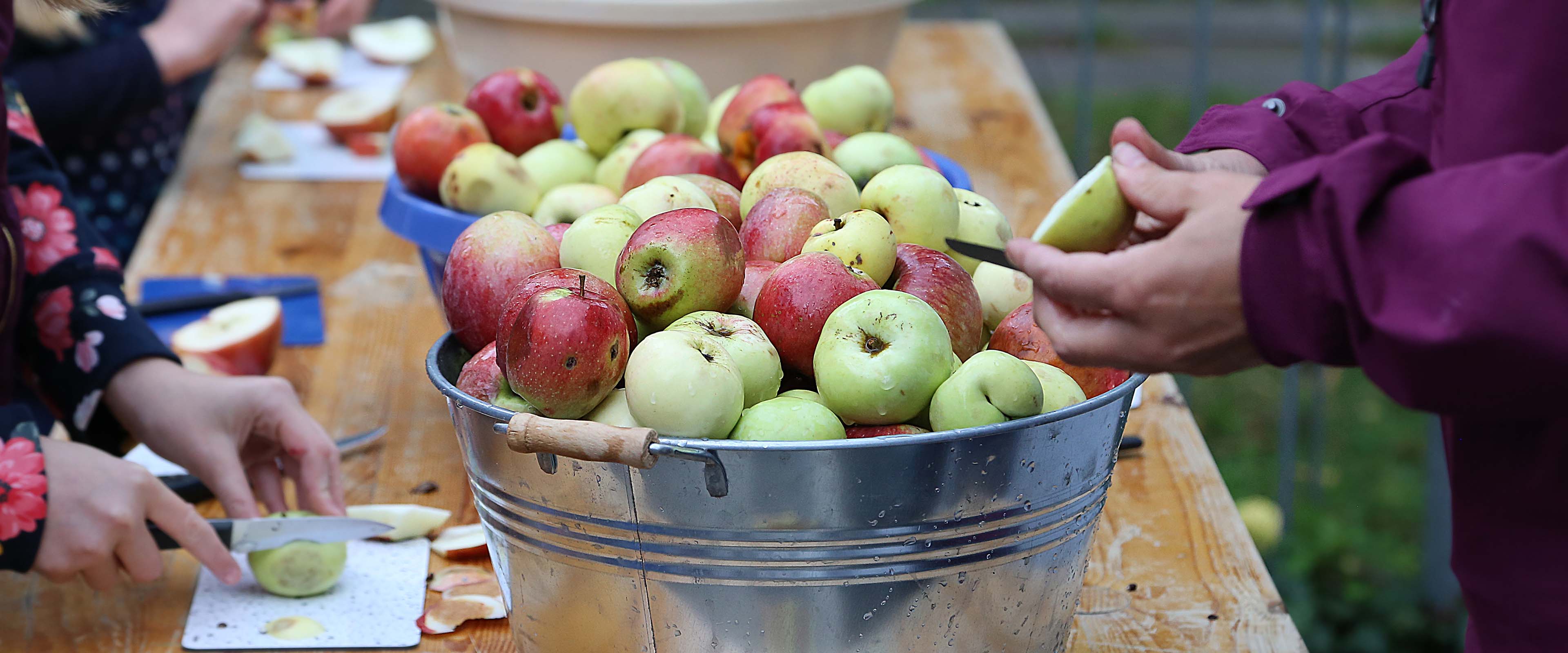 Äpfel in einem Blecheimer