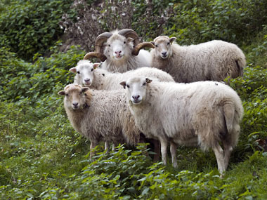 Schafe am Wolfsbrunnen (Foto: Rothe)