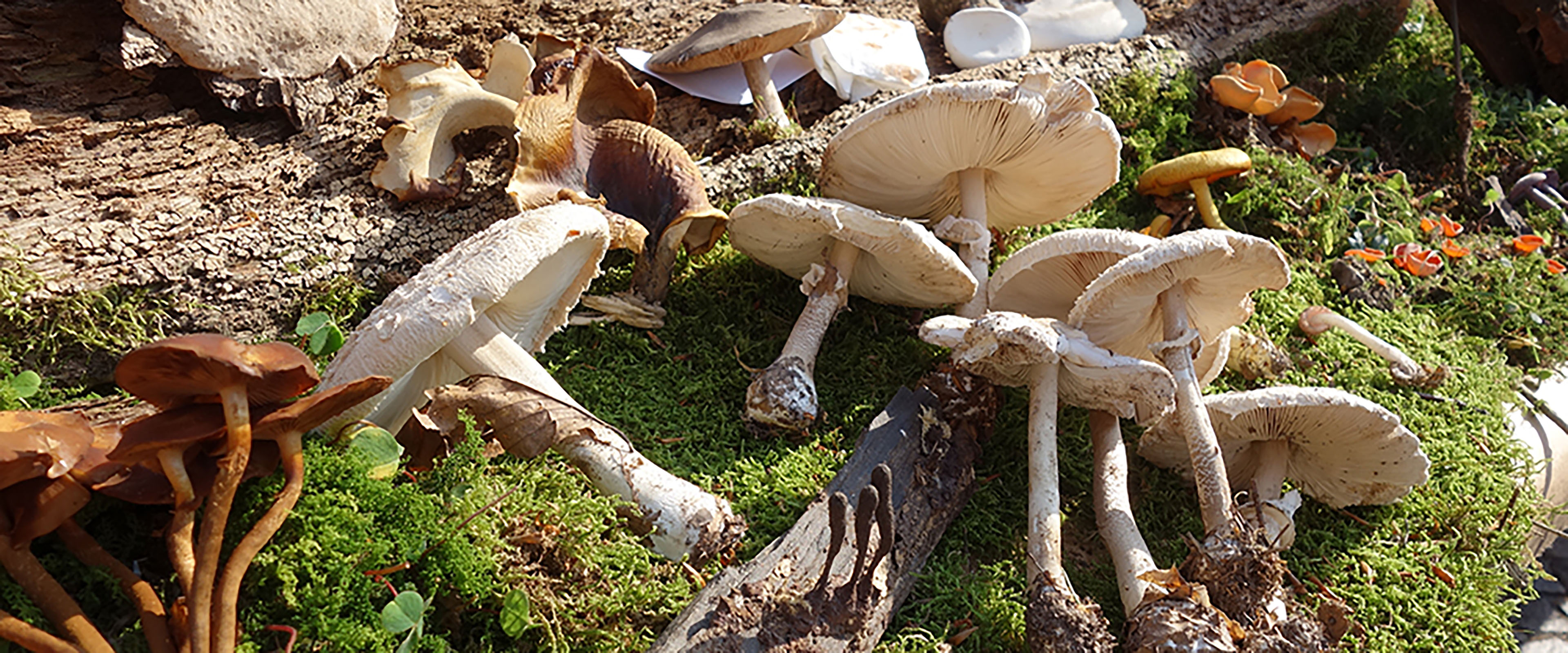 Pilze auf dem Waldboden