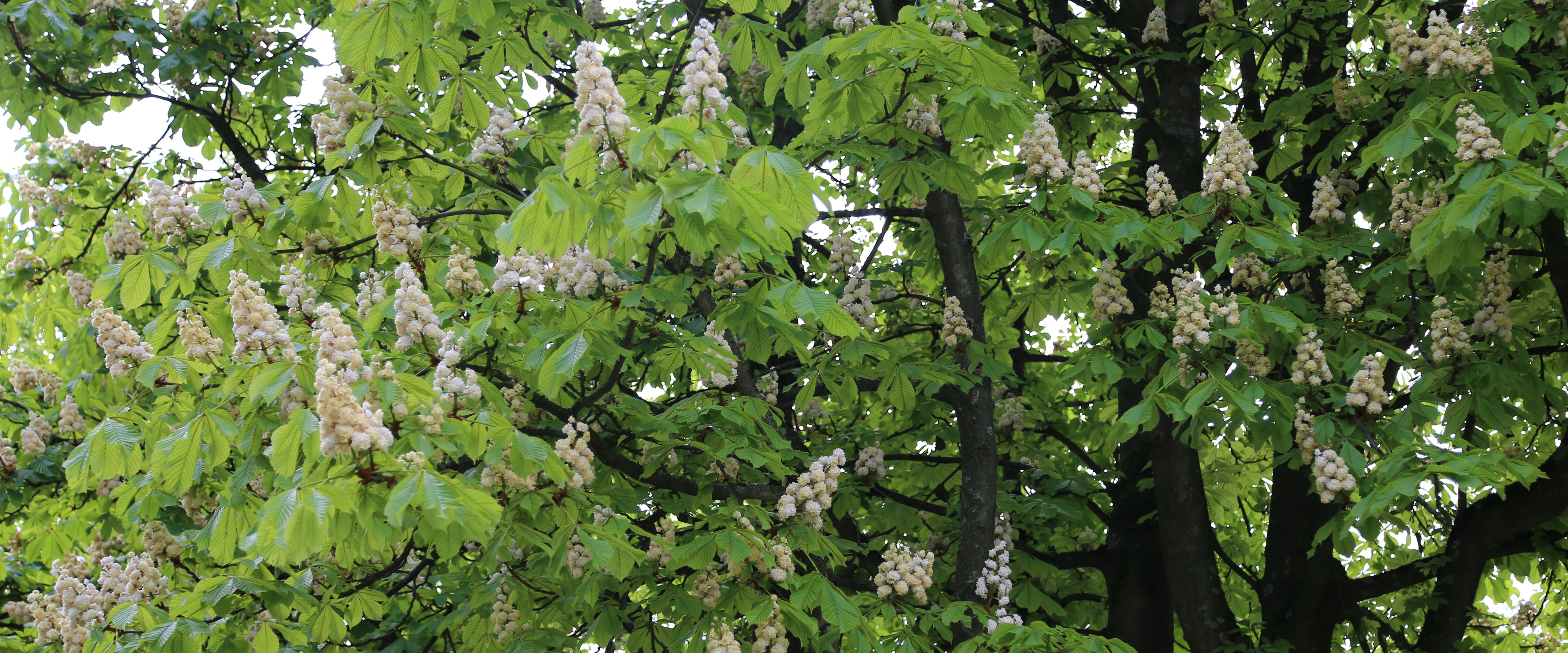 Kastanienbaum in Blüte