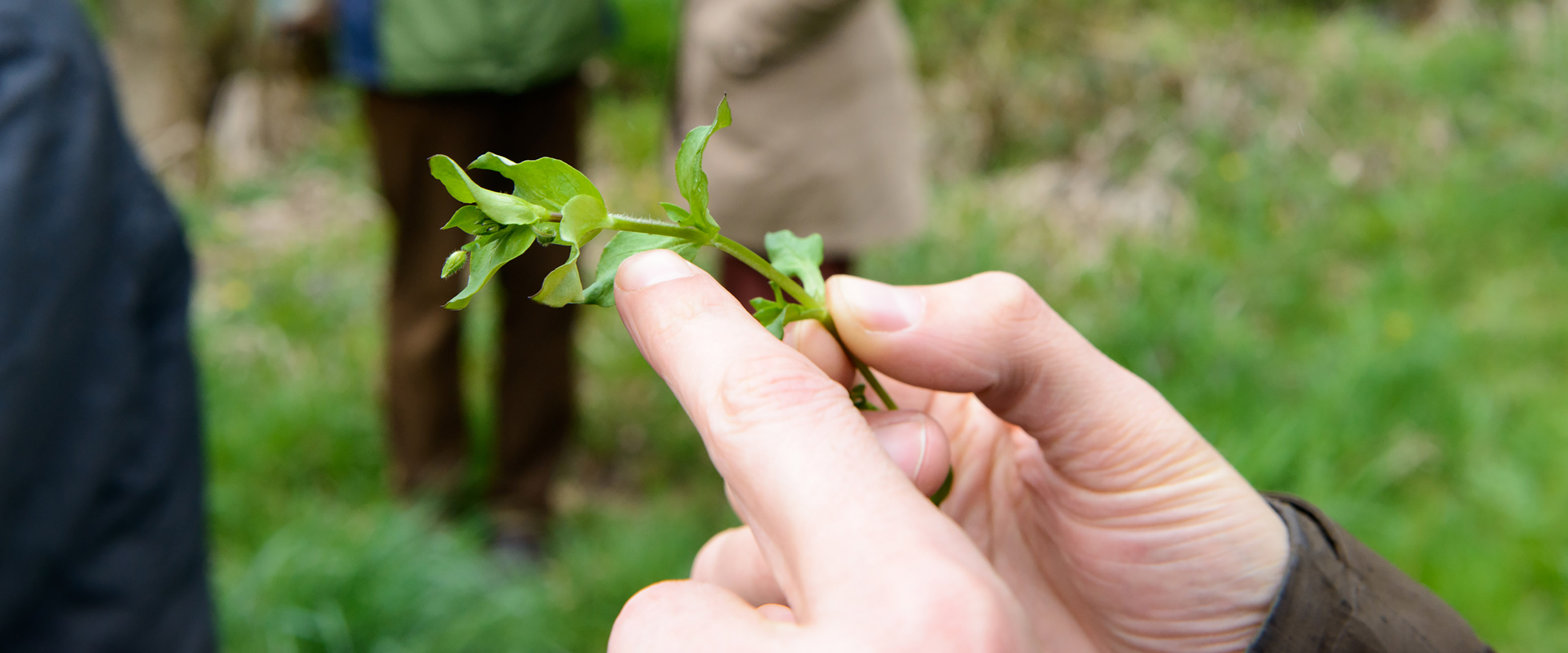 Hand hält grüne Pflanze