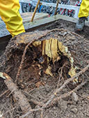 Wurzelwerk eines Baums