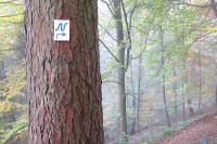 Baum mit Neckarsteig-Markierung (Foto: Hornung, Landschafts- und Forstamt)