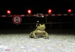 Bild von einem Frosch auf einer Straße