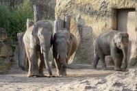 Elefanten im Heidelberger Zoo (Foto: Rothe)