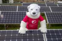 Photovoltaikanlage mit Eisbär als Klimaschutz-Maskottchen (Foto: Christian Buck)