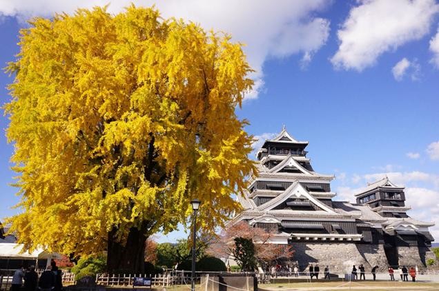 Kumamoto Burg im Herbst (Foto: Stadt Kumamoto)