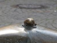 Brunnen mit Frosch