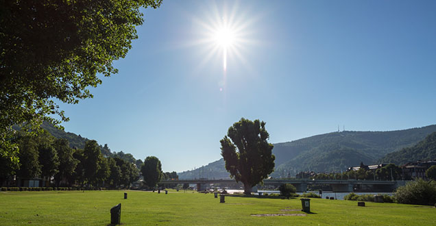 Die Neckarwiese bei strahlendem Sonnenschein. (Foto: Diemer)