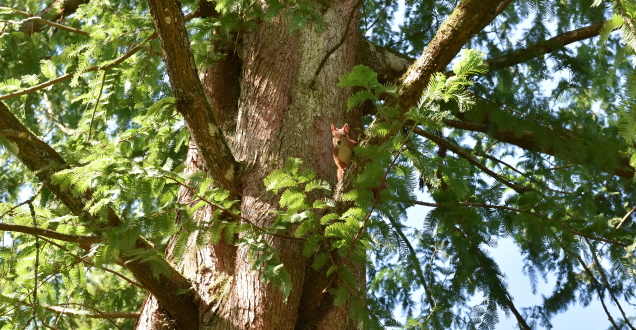Eichhörnchen im Baum (Foto: Dorn)