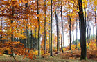 City forest in Autumn (Photo: Kilian)