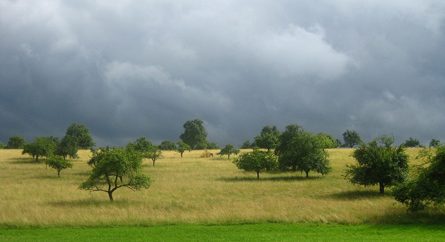 Streuobstwiese (Foto: Hartmann, Landschafts- und Forstamt)