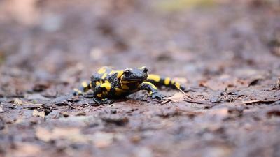 Vorsicht auf den Straßen: In Kürze beginnt die alljährliche Amphibienwanderung in Heidelberg. (Foto: Wilfried Münster) Salamander auf Asphalt