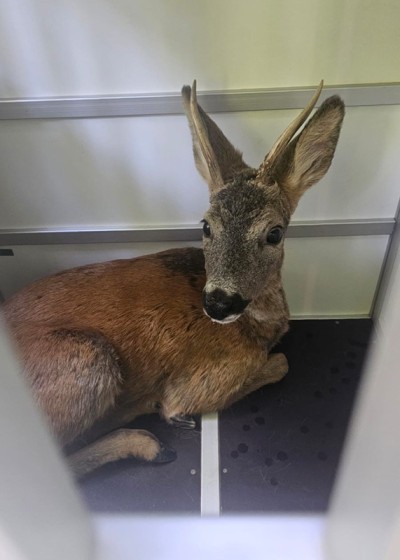 Der Rehbock auf dem Weg in die Freiheit (Foto: Berufstierrettung Rhein-Neckar) Kleiner Rehbock hat es sich am Boden des Käfiges bequem gemacht