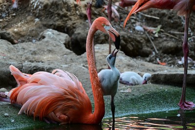 Flamingoküken im Zoo geschlüpft (Foto: Andreas Traxler / Zoo Heidelberg) Flamingo und Küken am Wasser