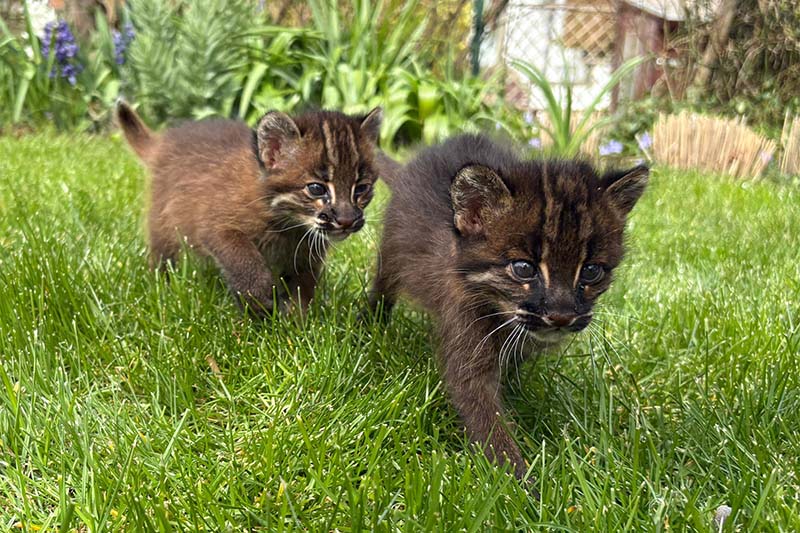 Zwei Kätzchen streifen durchs Gras